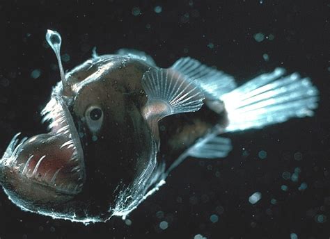 Anglerfish Real Fish