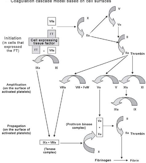 Figure From A Cell Based Model Of Coagulation And Its Implications Semantic Scholar