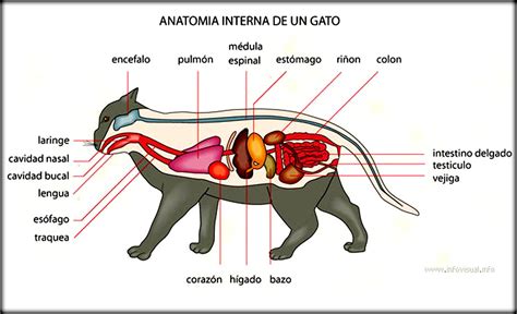 Sistema Digestivo Del Gato Y Sus Partes Imagui