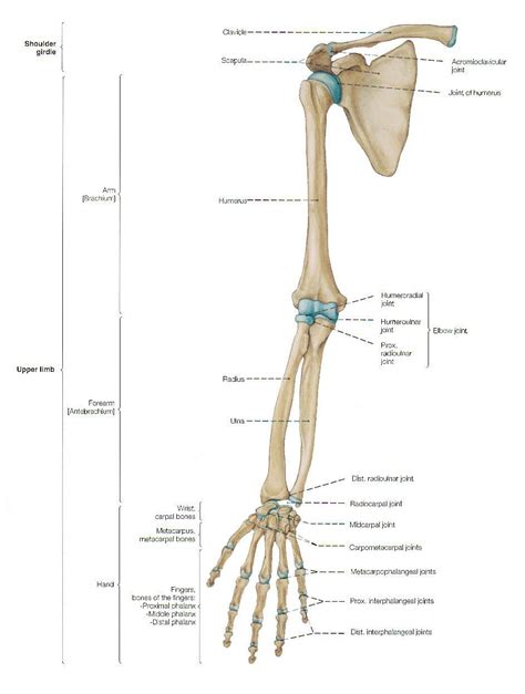 Arm Bone Diagram Arm Anatomy Arm Bones Anatomy Bones