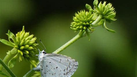 Butterfly Sitting On Green Flower Hd Wallpapers