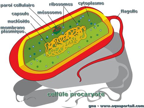 Schéma De La Cellule Procaryote Arrue