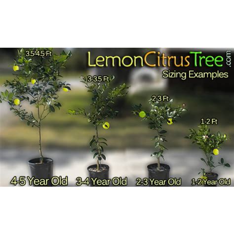 Improved Meyer Lemon Tree Lemoncitrustree Since 2004