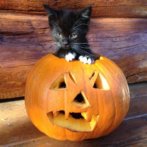 Happy Halloween🎃 Beautiful Kittens Cute Cats And Dogs Cat Furry
