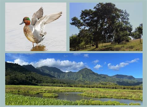2021 Partnership Grant Awardees Announced Pacific Birds Habitat Joint