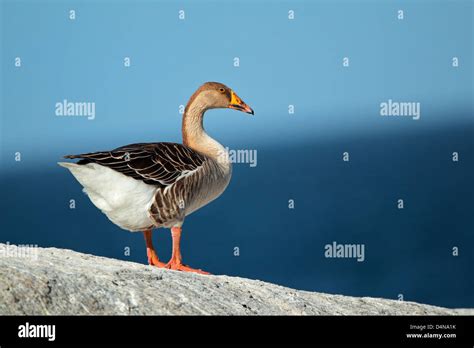 Domesticated Greylag Goose Anser Anser Against A Background Of Blue