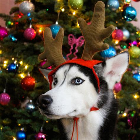 Adorable Huskies Dressed For Christmas Inside Dogs World