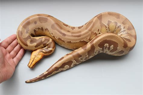 Caramel Albino Vpi Short Tailed Python Traits Morphpedia