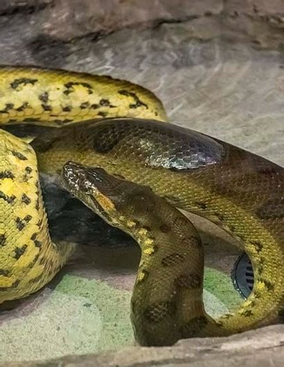The New Anaconda Is The Longest Snake Recorded At The Zoo Milwaukee