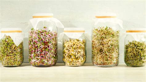 How To Grow Sprouts Indoors In Your Kitchen All Year Round