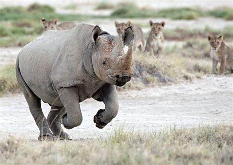 How Fast Can A Rhino Run Its The Fastest Mammal Weighing Over A Ton