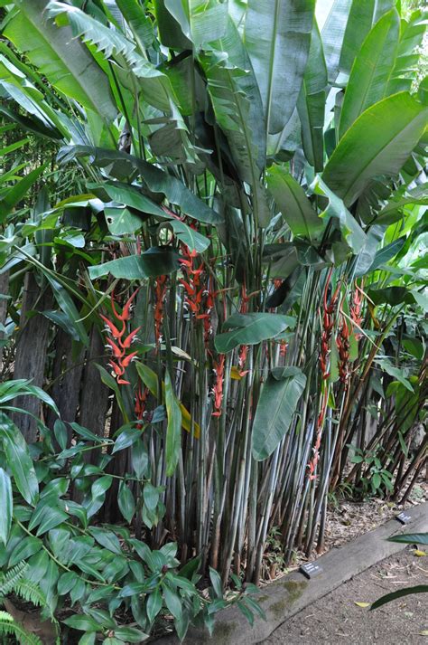 Heliconia Pendula Waxy Red Bamboo Land Nursery Qld Australia