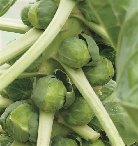 How To Grow Brussels Sprouts West Coast Seeds