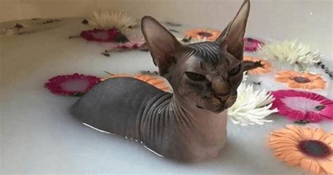 Sphynx Cat Bath What You Need To Know When Bathing Sphynx Cats