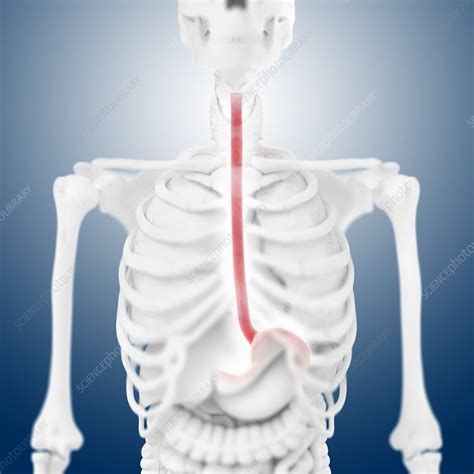 Oesophagus Artwork Stock Image C0148485 Science Photo Library