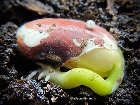 Stayin Alive How Roots Germinate A Study In Soil3 Compost