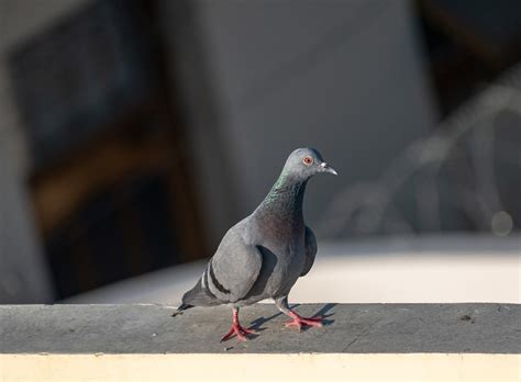 Rock Dove Pigeon Bird Free Photo On Pixabay Pixabay