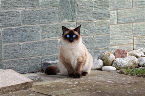 Burmese Vs Siamese Cat Whats The Difference With