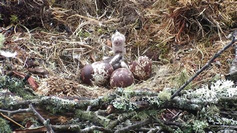First Osprey Chick Hatches At Loch Of The Lowes Scottish Wildlife Trust
