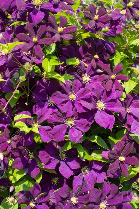 Purple Clematis Great Climbing Vine Plants Very Pretty Too