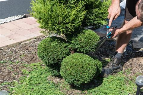 Die spirale wird in die gebärmutter eingesetzt. Wann die Thuja schneiden? » Der beste Zeitpunkt (Lebensbaum)