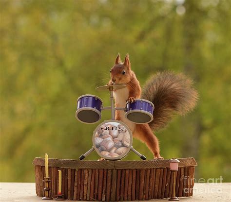 Red Squirrel Standing Behind An Drum Kit Photograph By Geert Weggen