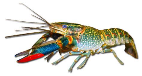 Pembekal udang kara lobster air tawar kuala lumpur & selangor. Mengenal Lobster Hias Air Tawar - Dunia Akuarium