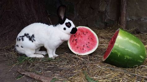 Can Rabbits Eat Watermelons Cute Rabbit Pets