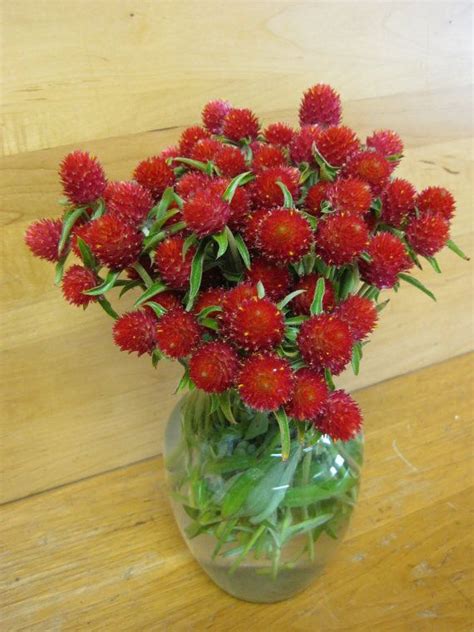 Maybe you would like to learn more about one of these? Strawberry Fields Gomphrena Seeds Gomphrena by CaribbeanGarden
