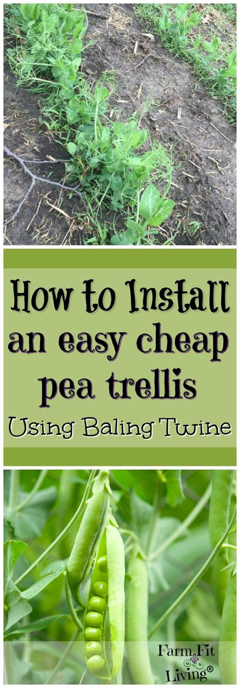 How To Install An Easy Cheap Pea Trellis Using Baling Twine Pea