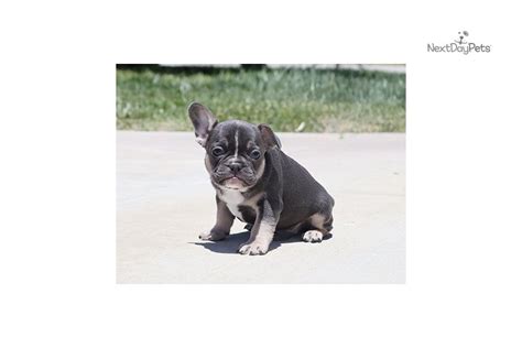 Blue pied boy have the best my husband just diagnosed with liver cancer and we cannot keep him any more. Blue Tri Doby: French Bulldog puppy for sale near Los ...