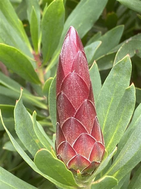 Photo Of The Closeup Of Buds Sepals And Receptacles Of Protea Clarks