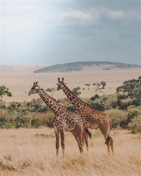 Safari Animals Pictures Download Free Images On Unsplash