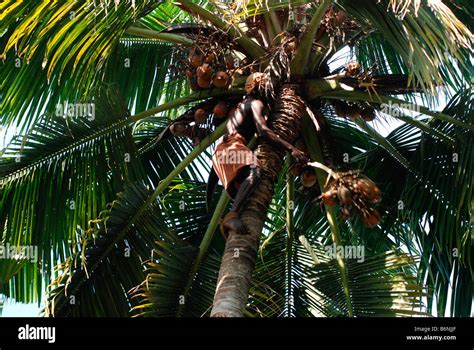 Kerala Coconut Climber Hi Res Stock Photography And Images Alamy