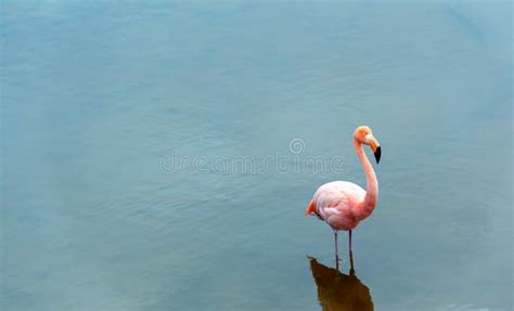 Pink Flamingos On The Lake Galapagos Island Isla Isabela With