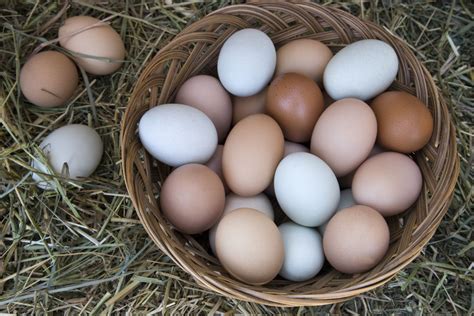 Tips for Freezing and Thawing Eggs