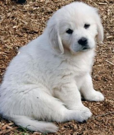 Contrary to what some information on the internet may tell you, the english cream golden retriever is not a separate dog breed from the golden retriever. white golden retriever puppy BEAUTIFUL / funny stuff ...