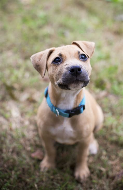 To promote the humane care and protection of all animals and to prevent cruelty and suffering. Adopt Me: Humane Society of Union County, NC - Daily Dog Tag