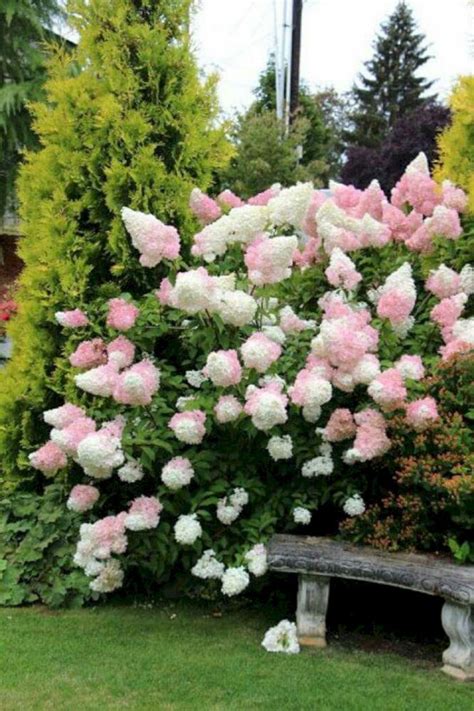 50 Most Beautiful Hydrangeas Landscaping Ideas To Inspire You 022