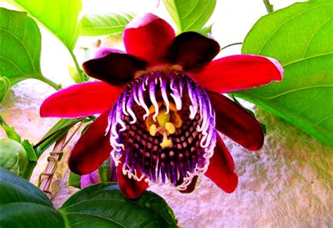 Beautiful Wallpaper Tropical Flowers Flowers Passion Flower