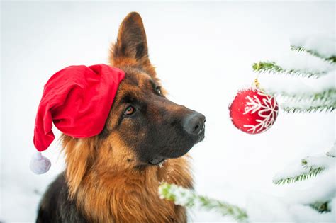 Pin By Dogs Album On German Shepherd 1 Dog Christmas Pictures German