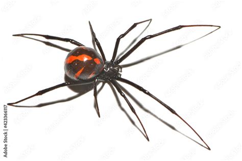 Closeup Of The Medically Important Black Widow Spider Latrodectus