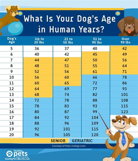 Your Dogs Age In Human Years The Animal Health Foundation The