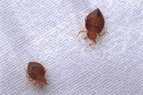 Home Remedies For Bed Bugs Readers Digest