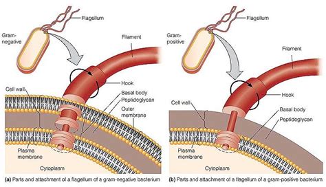 Bacterial Flagella Types And Structure Overall Science