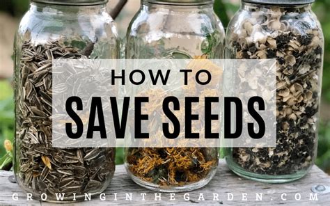 How To Save Seeds Growing In The Garden