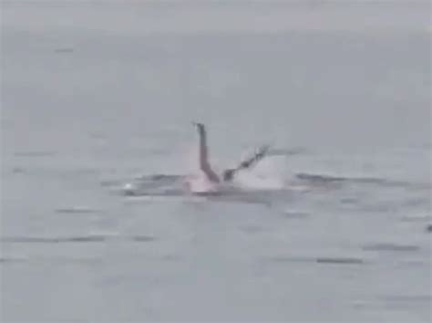 Footage Shows Man Being Killed By Shark In Egypt Watch Video Yardhype