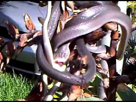 Snakes Having Sex 3GP YouTube