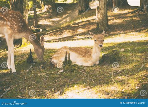 Mother And Baby Deer Stock Photo Image Of Forest Fauna 174960890