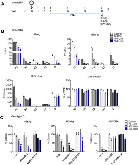 Anti Hbv Activity Of Ifn A In Dheparg And Hepg Ntcp Cells Dheparg